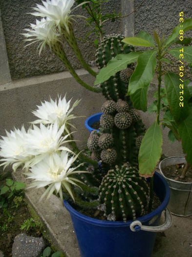 DSCI0661 - cactusi
