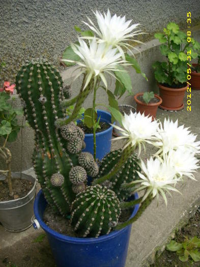 DSCI0662 - cactusi