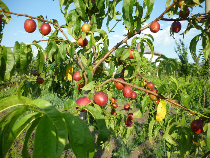 nectarine in parga