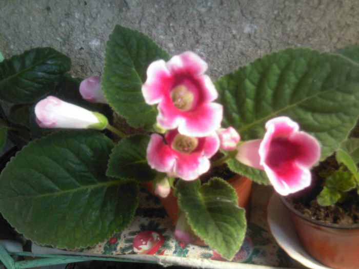 gloxinia roz