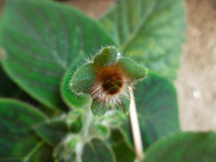 boboc kohleria bibbi