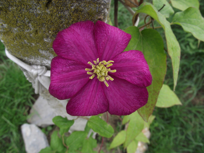 clematita de anul acesta