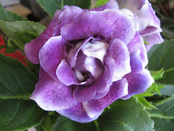 Gloxinia Sonata Bicolore - Gloxinia