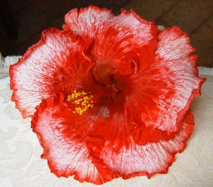 DoctorDavidGrimes - hibiscus - parintii lor