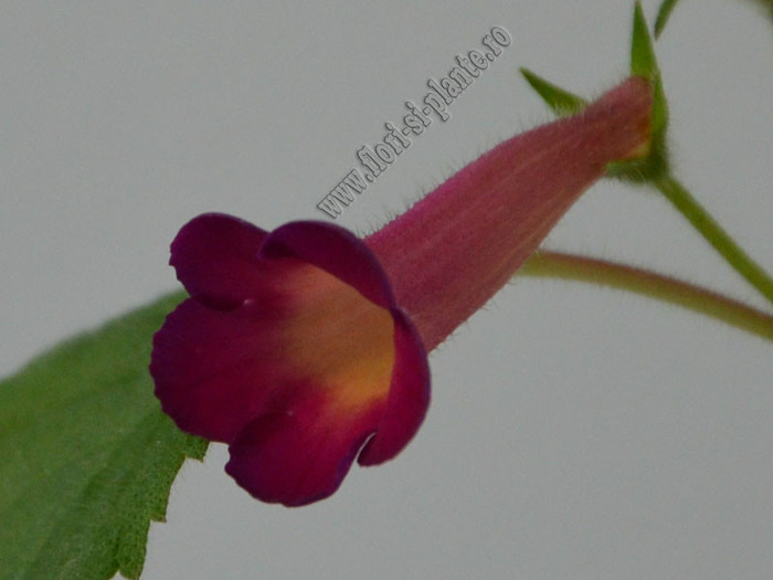 Achimenes Red Giant - ACHIMENES II