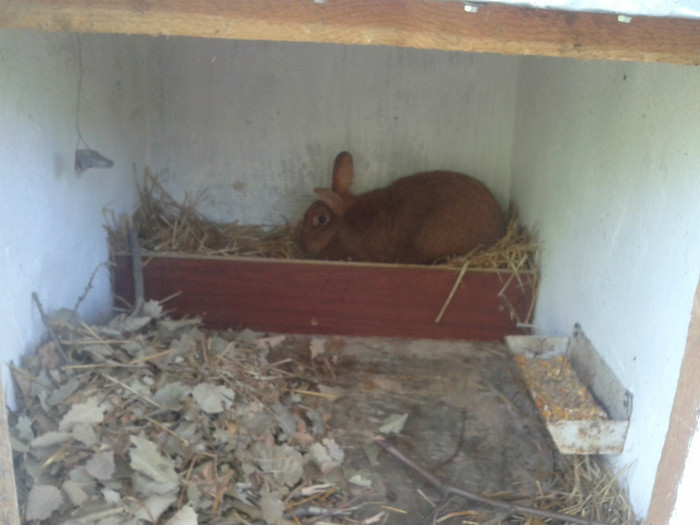 2012-06-04 18.05.27 - 10 - Ferma iepuri Moreni iunie 2012
