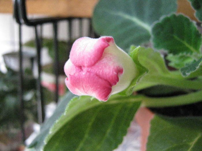 Pare un pic rosioara... - Gloxinia