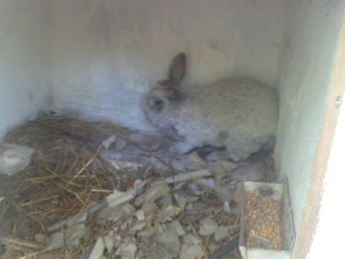 2012-06-04 18.07.01 - 10 - Ferma iepuri Moreni iunie 2012