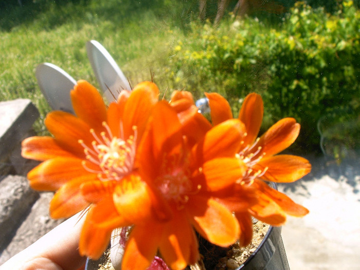 IMAG0016 - Flori cactusi
