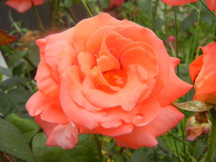 Rose Artistry (2012, June 14)