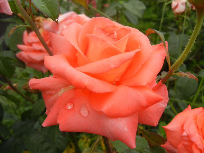 Rose Artistry (2012, June 14)