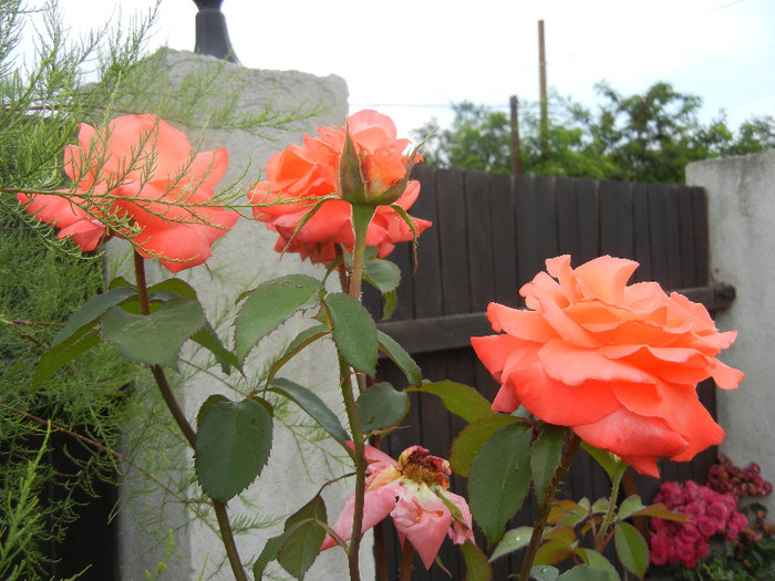 Rose Artistry (2012, June 14)