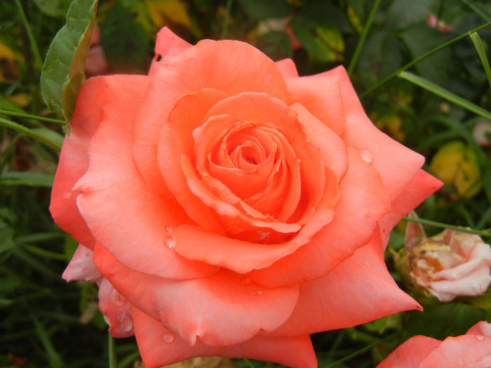 Rose Artistry (2012, June 14)