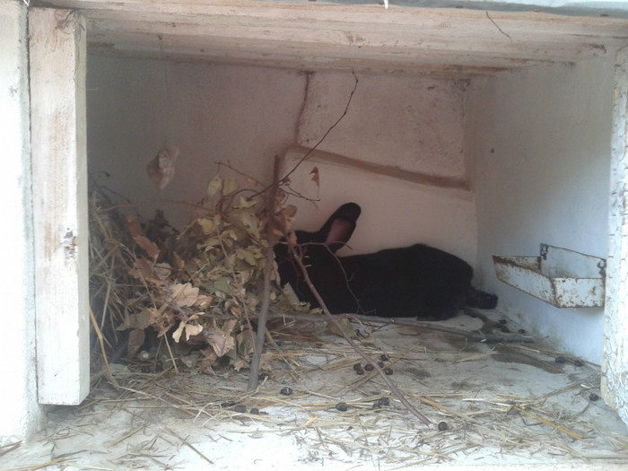 2012-06-04 18.14.40 - 10 - Ferma iepuri Moreni iunie 2012