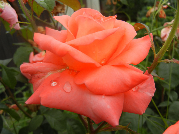 Rose Artistry (2012, June 14)