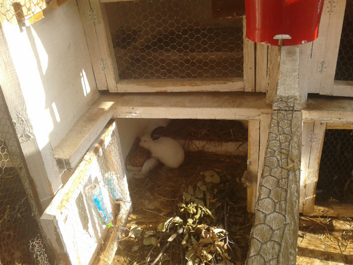 2012-06-04 18.14.59 - 10 - Ferma iepuri Moreni iunie 2012