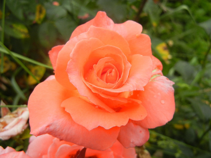 Rose Artistry (2012, June 14)
