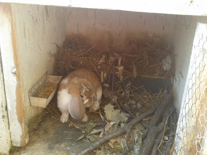 2012-06-04 18.15.08 - 10 - Ferma iepuri Moreni iunie 2012