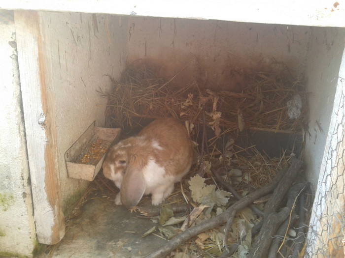 2012-06-04 18.15.11 - 10 - Ferma iepuri Moreni iunie 2012