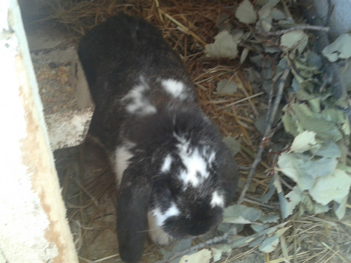 2012-06-04 18.15.22 - 10 - Ferma iepuri Moreni iunie 2012