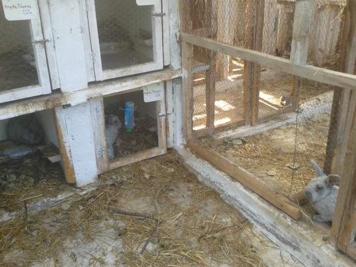 2012-06-04 18.18.58 - 10 - Ferma iepuri Moreni iunie 2012