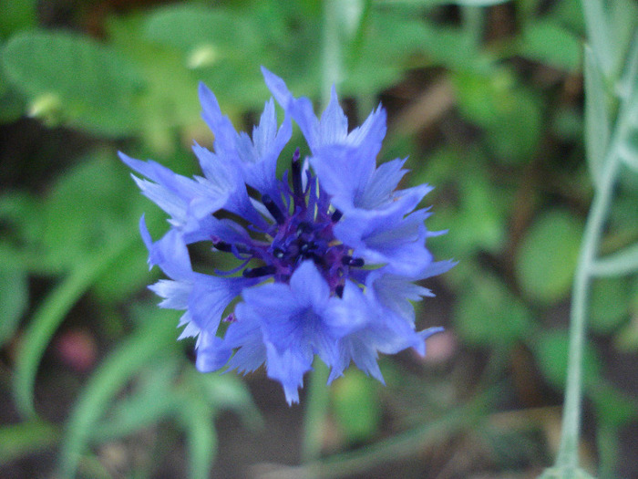 Centaurea cyanus Blue (2011, July 01)