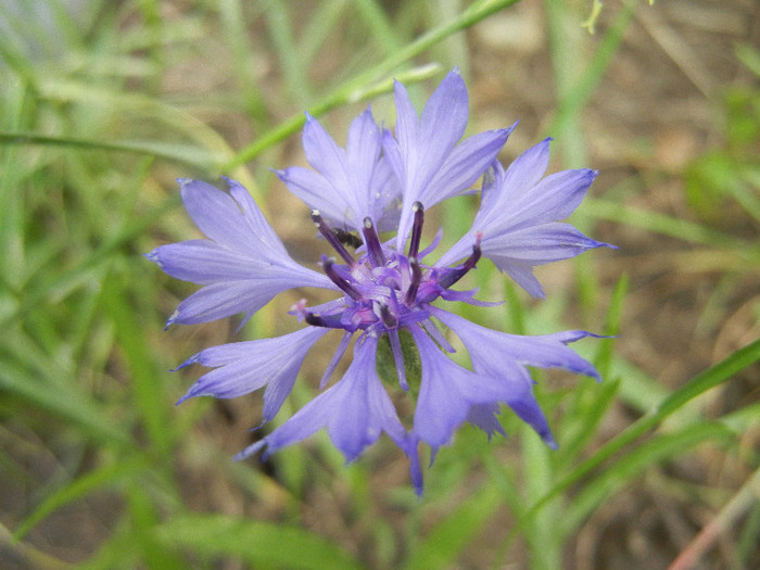 Centaurea cyanus Blue (2012, June 14) - Centaurea cyanus Blue