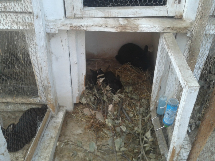 2012-06-04 18.19.46 - 10 - Ferma iepuri Moreni iunie 2012