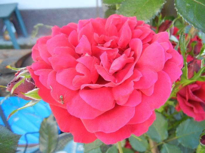 Rose Blaze Superior (2012, June 13)