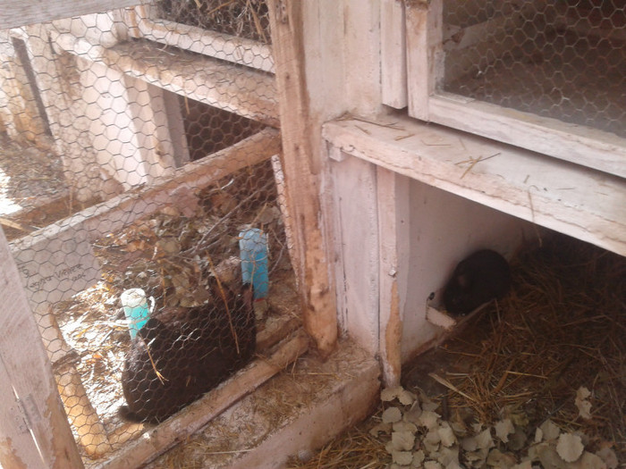 2012-06-04 18.19.56 - 10 - Ferma iepuri Moreni iunie 2012