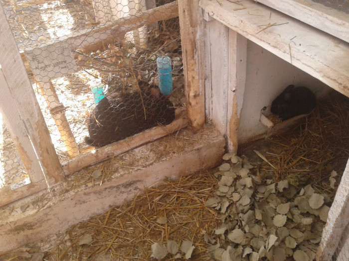 2012-06-04 18.20.00 - 10 - Ferma iepuri Moreni iunie 2012