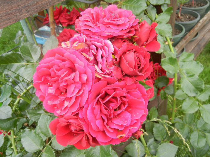 Rose Blaze Superior (2012, June 14) - Rose Blaze Superior