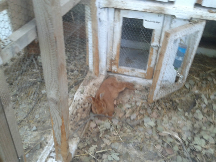 2012-06-04 18.28.09 - 10 - Ferma iepuri Moreni iunie 2012