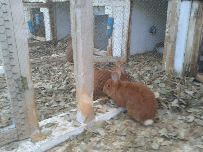 2012-06-04 18.35.56 - 10 - Ferma iepuri Moreni iunie 2012