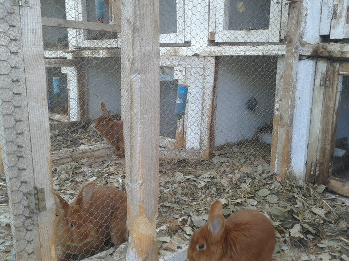 2012-06-04 18.36.04 - 10 - Ferma iepuri Moreni iunie 2012