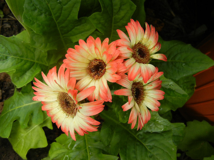 Bicolor Gerbera (2012, June 14) - Gerbera Bicolor