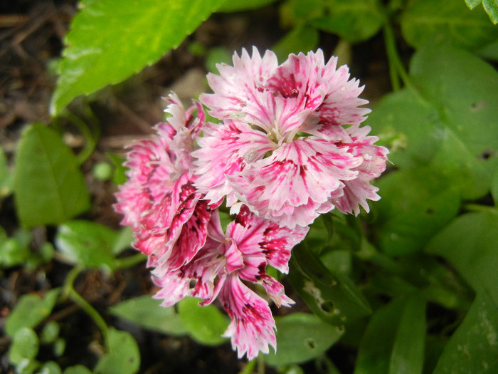 Dianthus chinensis (2012, June 14)