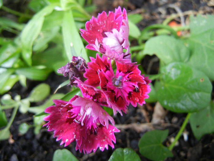 Dianthus chinensis (2012, June 14) - Dianthus Chinensis