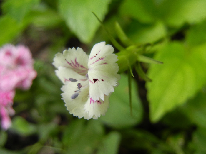 Dianthus chinensis (2012, June 14) - Dianthus Chinensis