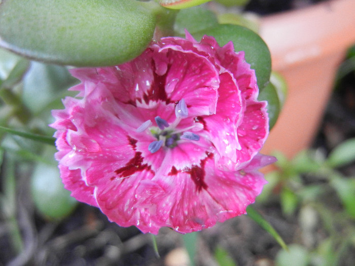 Dianthus chinensis (2012, June 14)