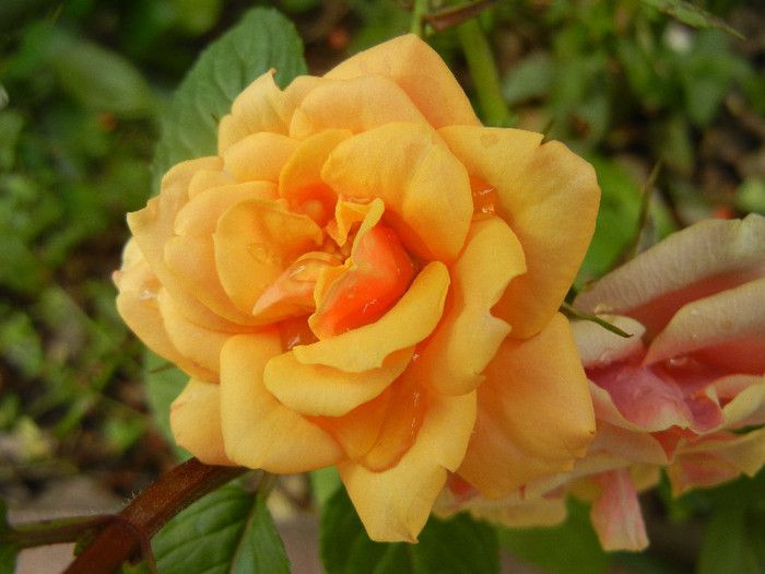 Orange Miniature Rose (2012, Jun.14)
