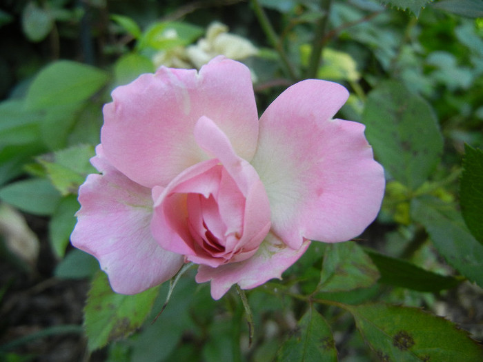 Pink Miniature Rose (2012, June 13) - Miniature Rose Pink