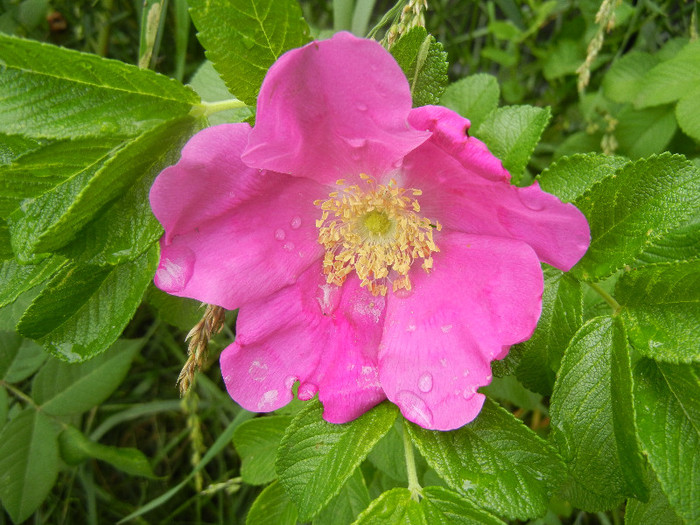 Rosa rugosa (2012, June 14)