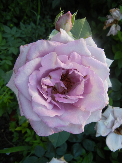 Rose Sissi (2012, June 13)