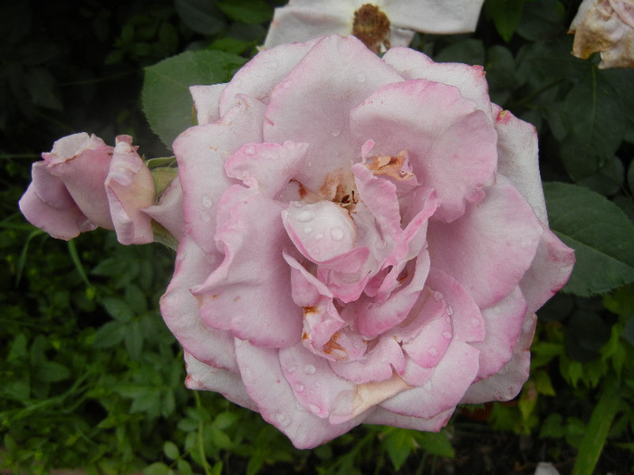 Rose Sissi (2012, June 14)