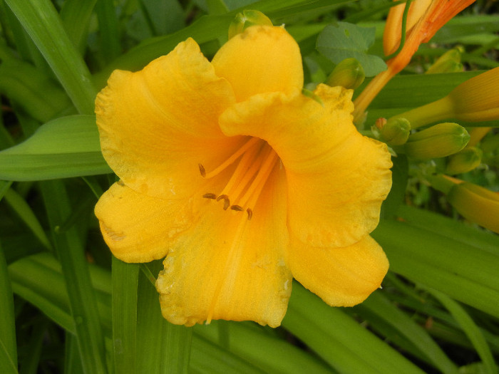 Hemerocallis Stella de Oro (2012, Jun.14) - Hemerocallis Stella de Oro