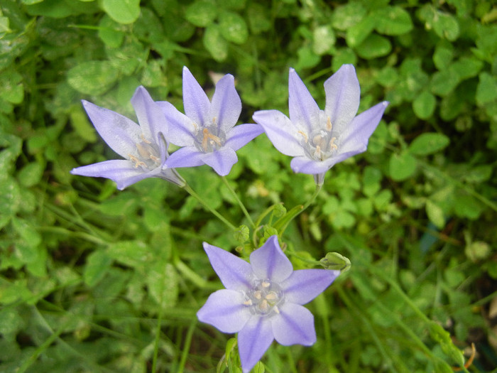 Triteleia laxa Queen Fabiola (2011,Jun.14)