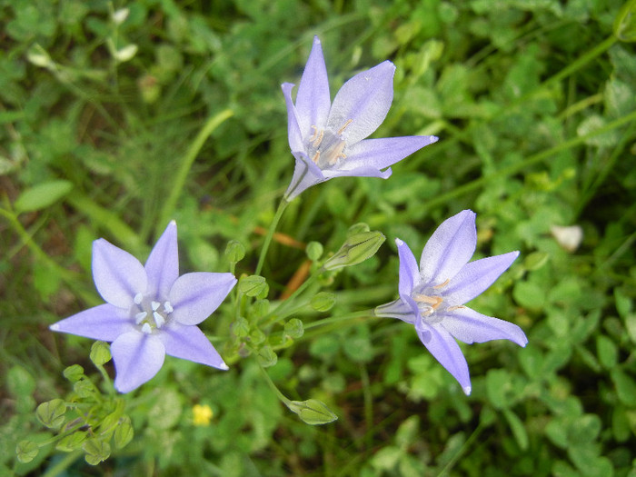 Triteleia laxa Queen Fabiola (2011,Jun.14)