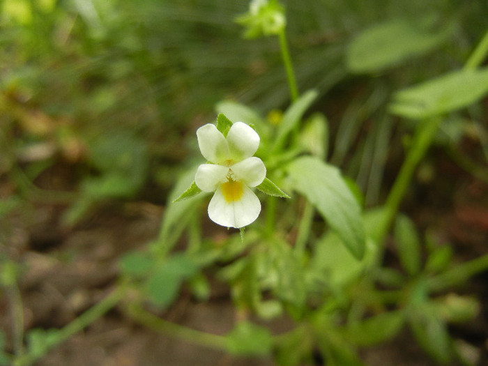 Viola arvensis (2012, Jun.14) - Viola arvensis_Field Pansy