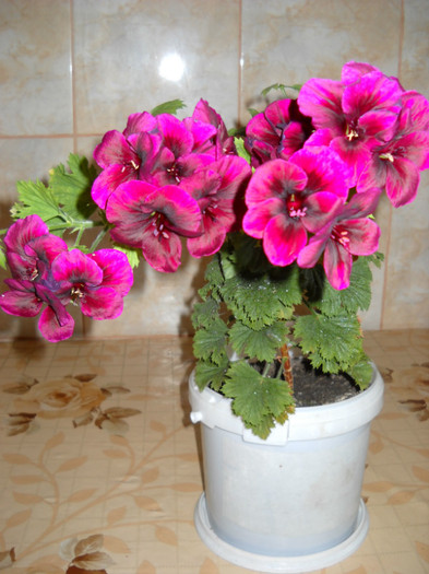 DSCN1738 - Pelargonium